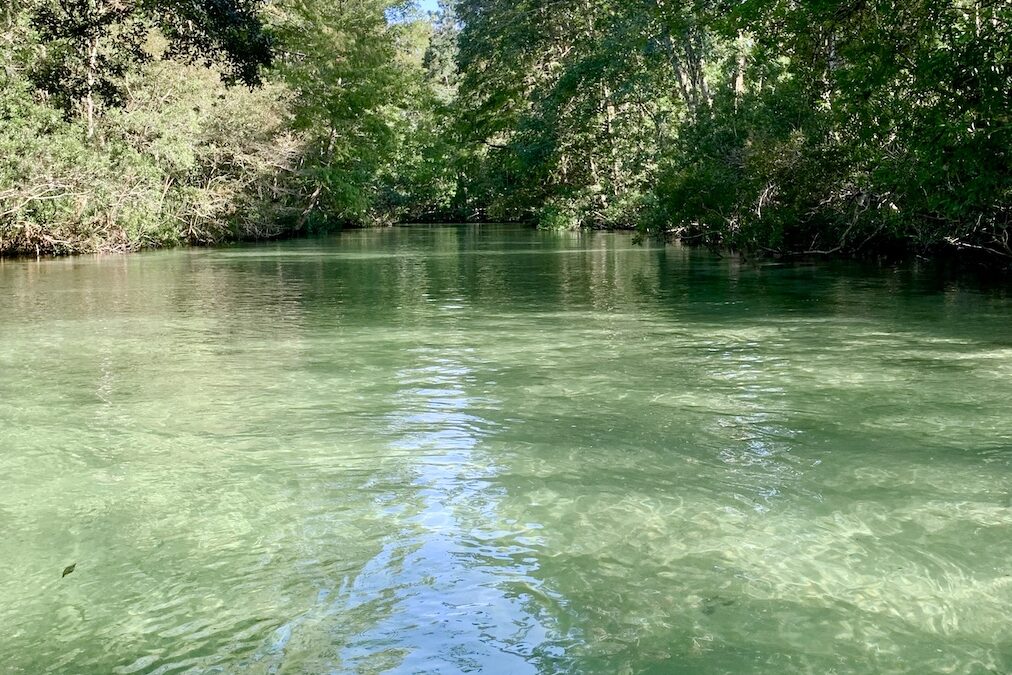 Swimming with Manatees in Florida