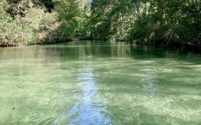 Swimming with Manatees in Florida