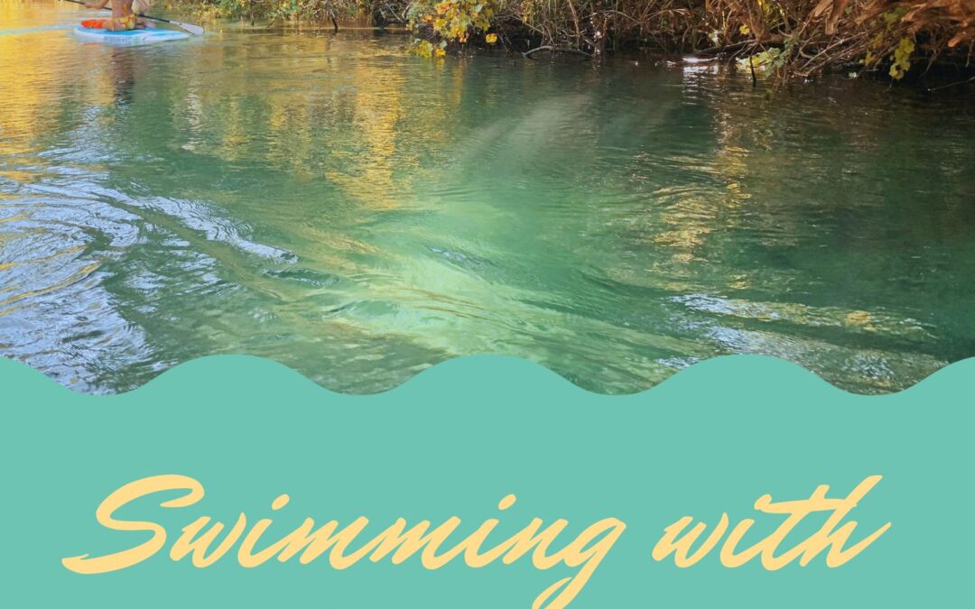 Swimming with Manatees in Florida