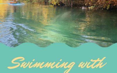 Swimming with Manatees in Florida