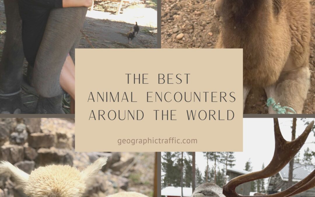 The Best Animal Encounters Around the World