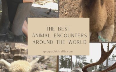 The Best Animal Encounters Around the World