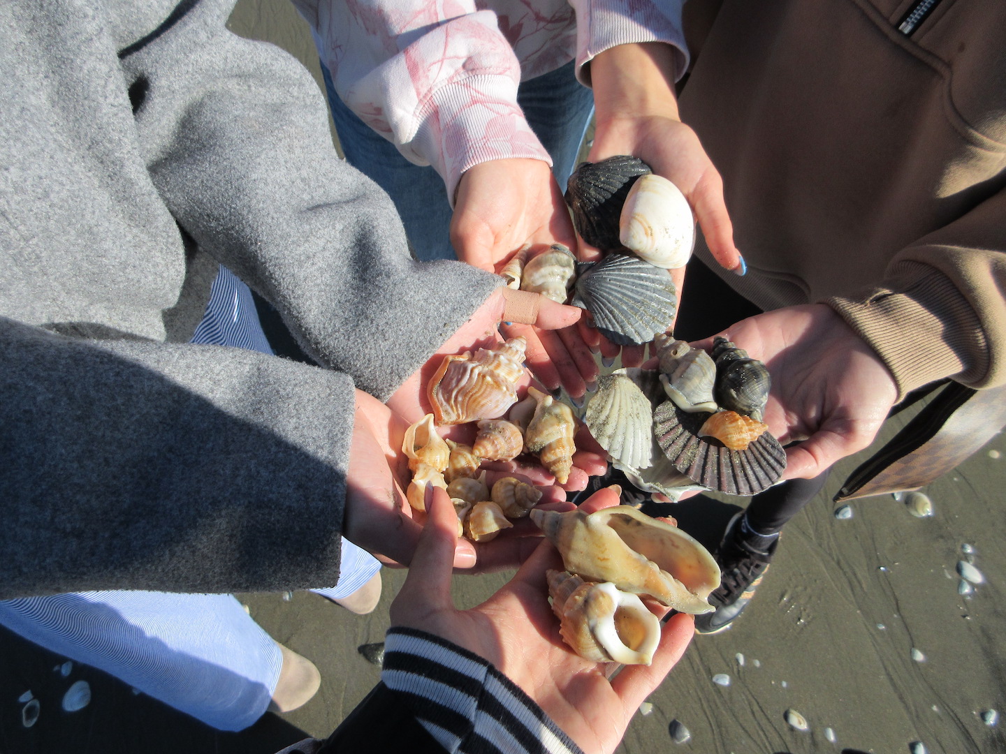 NZ2